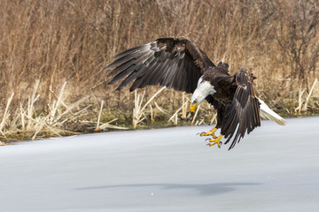 Eagle Catching Dinner