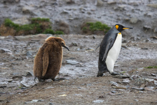 King penguin with grumpy chick, South georgia