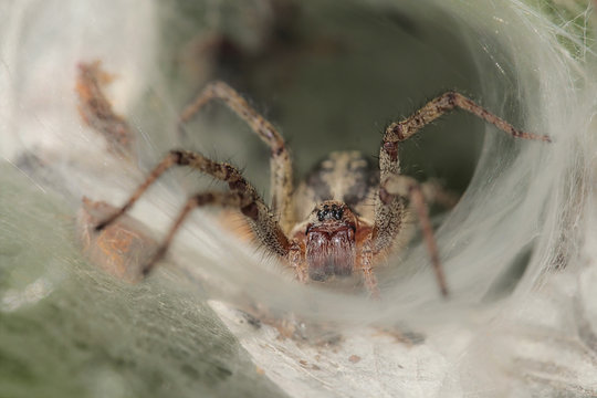 Agelena labyrinthica - spider