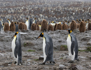 Fototapeta na wymiar Largerst king penguin colony, South georgia