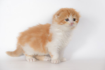 Fototapeta premium Red-haired white lop-eared kitten on white background