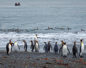 Obraz premium King penguins on beach with zodiac