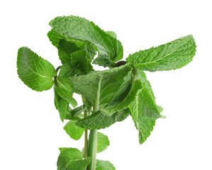 Fresh lemon balm on white background