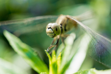 Closeup Dragonfly.