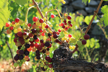 Maturazione grappolo d'uva
