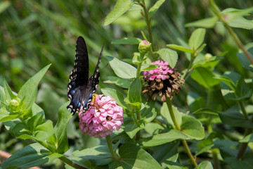 Butterfly lunch hour