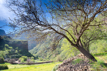 Tree in Barranco de Guayadeque, Gran Canaria, Spain