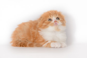 Red-haired white lop-eared kitten on white background 