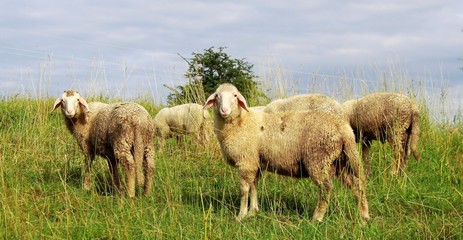 Obraz na płótnie Canvas Schafe auf der Wiese