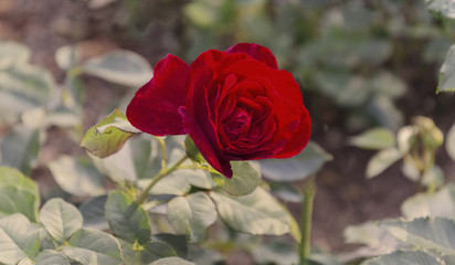 Einzelne Rose,  rote Rose