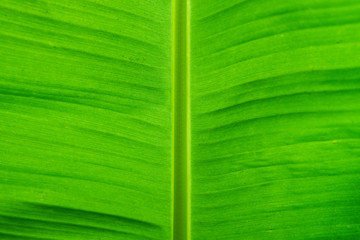 Texture of fresh green banana leaf on background
