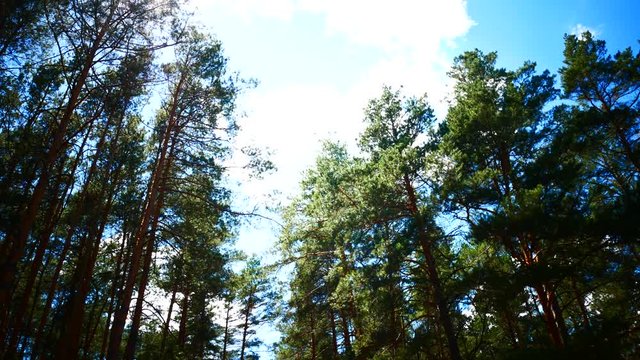Coniferous forest, sunlight. Sunlight through the pines, calm movement.