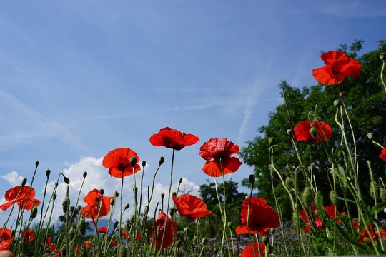 Wiese mit wildem Mohn vor blauem Himmel 