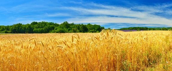 Poster Wheat field © denis_333