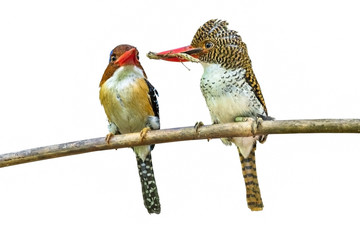 A couple of Banded Kingfisher bird, Isolated on white background with clipping path.