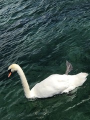 White swan on river - 166020234