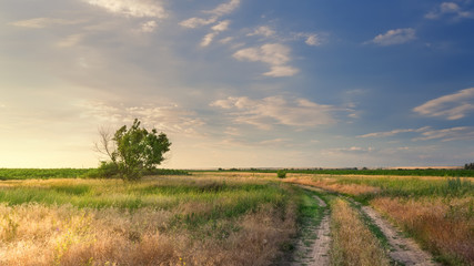 Road in field / bright spring evening time Photo Ukraine