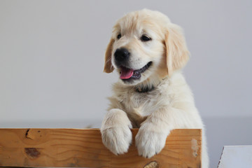 Puppy golden retriever © melounix