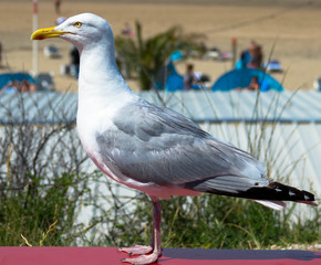 Sillbermöwe