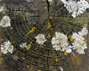 wooden pillar overgrown with moss and fungus
