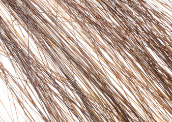 Obraz premium Macro shot of brown hair.