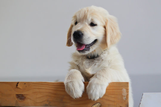 Puppy golden retriever