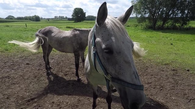 Close up of two white horses on the pasture on a beautiful summer day
