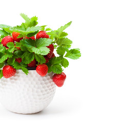 Strawberry  plant with berries in small pot isolated on white. Concept of huge harvest.