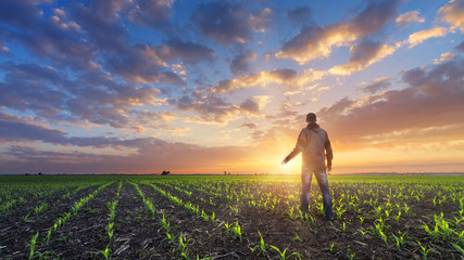 Fototapeta premium man in field at sunset / bright spring photo Ukraine