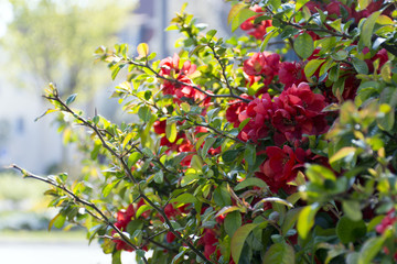 Red flowers