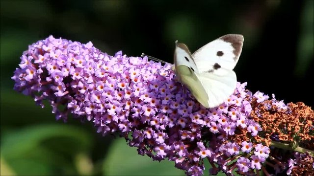 butterfly white Pieris brassicae on lilac
