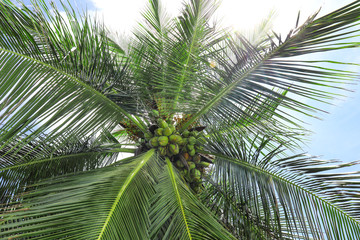 View of beautiful coconut palm at tropical resort