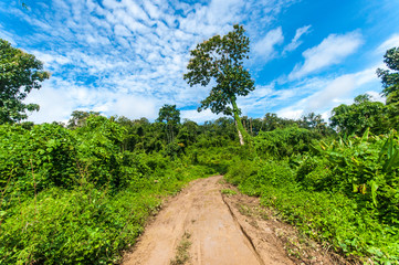 Fototapeta na wymiar Dirt road in tropical green forest