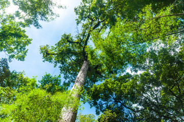 Fototapeta premium Beautiful canopy of tree