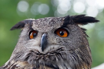 Uhu (Bubo bubo) close-up