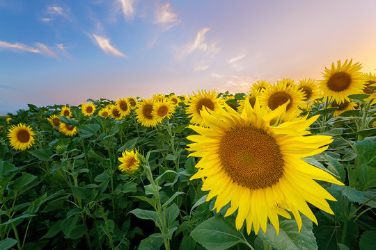 sunflower field / bright summer photo field of Ukraine