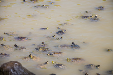 The lake where the turtles swim in a bright sunny summer day at Villa Pamphili in Rome, Italy