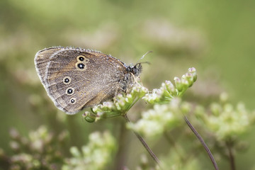 Fototapeta premium Butterfly with dew drops - ringlet (Aphantopus hyperantus)