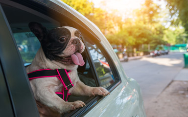 a french bulldog is looking outside the car