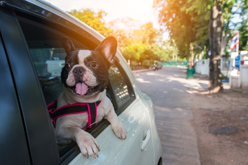 a french bulldog is looking outside the car - Powered by Adobe