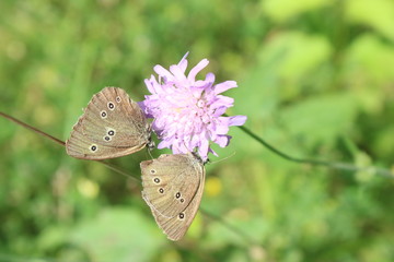 Schmetterlinge auf Blüte