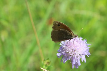 Obraz premium Schmetterling auf Blüte
