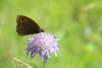 Schmetterling auf Blüte