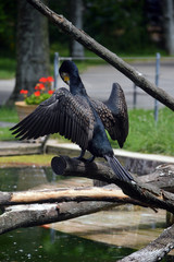 Kormoran