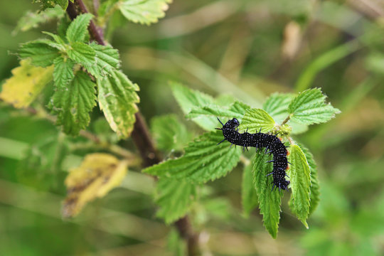 chenille paon-du-jour (Aglais Io) sur ortie