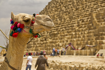 Camel at the pyramids