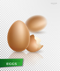 Realistic egg. Vector