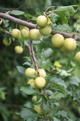 Prugne gialle su ramo