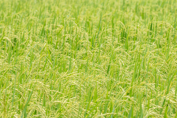 Abstract background, beautiful rice in the field.