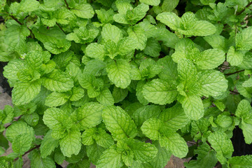 mint plant grow at vegetable garden